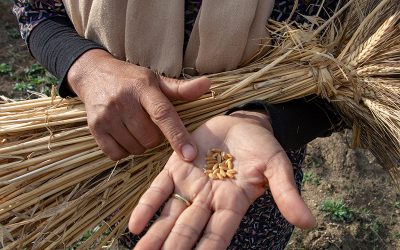 La Terre promise aux oliviers