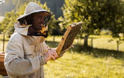 Le nomadisme des abeilles